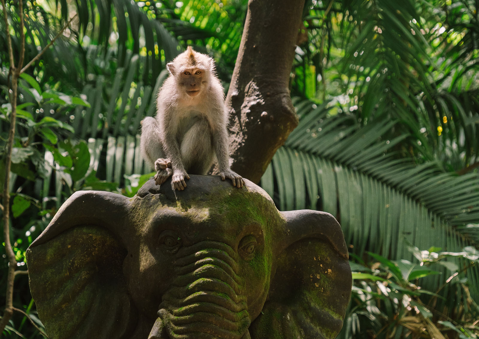 Ubud cultural tour with Tirta Empul Temple, Tegalalang Rice Terraces, jungle swing, and Monkey Forest